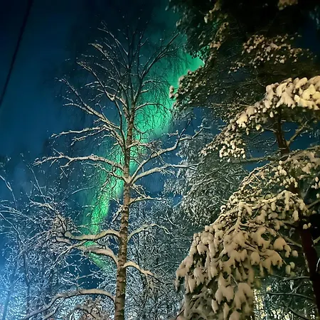 Arctic Forest * Rovaniemi